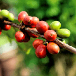 zelena-kava-superpotravina5
